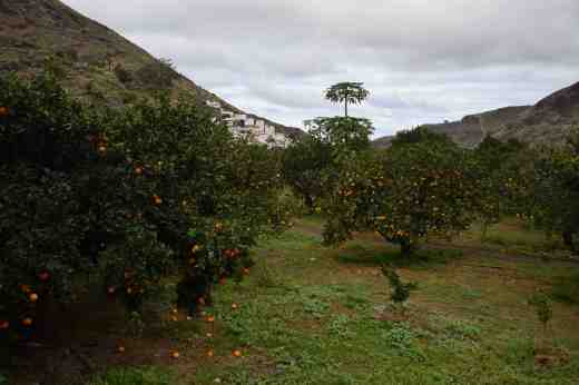 la-finca-la-laja-san-pedro-agaete