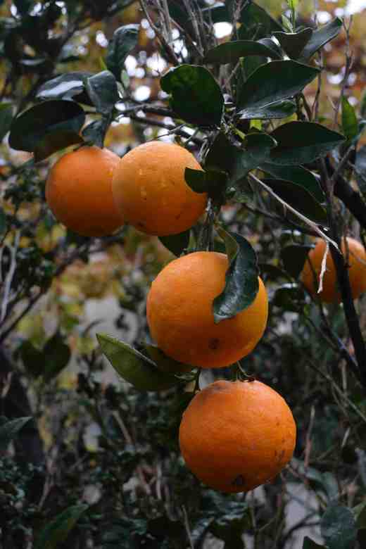 la-finca-la-laja-san-pedro-agaete10