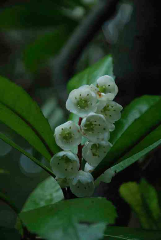 mount-usher-plant-copy