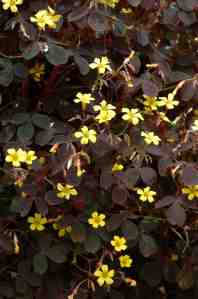 Oxalis