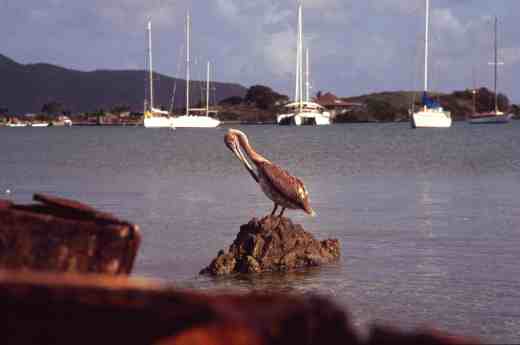 A curious bird is the pelican, - you know the rest!