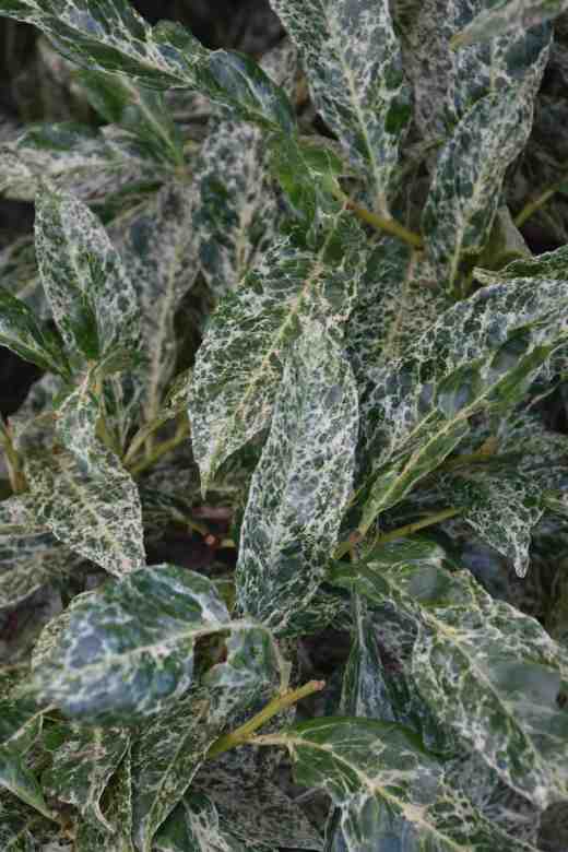 prunus-lauro-marbled-wite