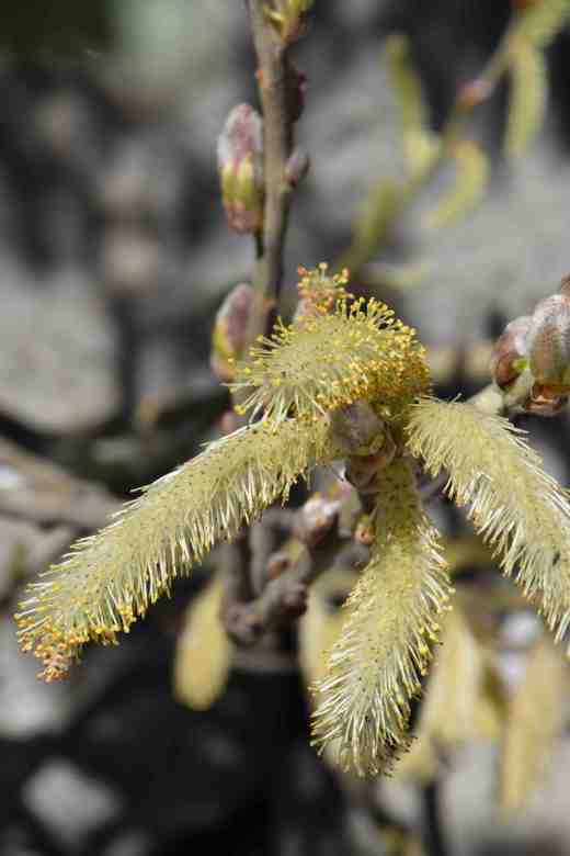 salix-canariensis