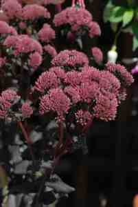 Sedum