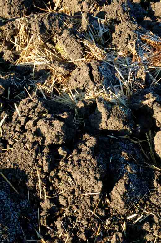 soil-frost-3-2-06-copy