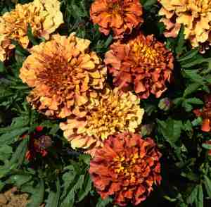 Tagetes