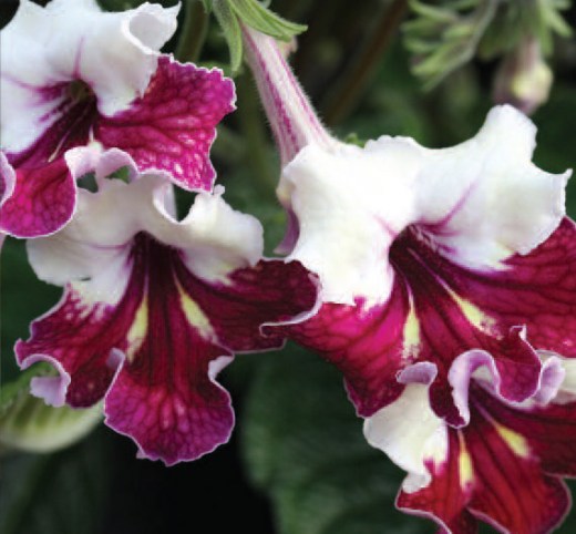 Titania (C) www.dibleys.com