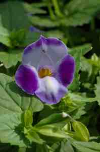 Torenia