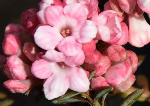 viburnum-bodna-2