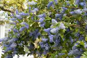 ceanothus