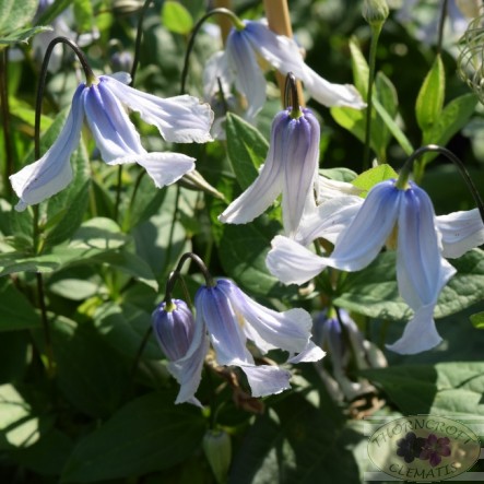  Twinkle 'Zotwi' Copyright Thorncroft Clematis