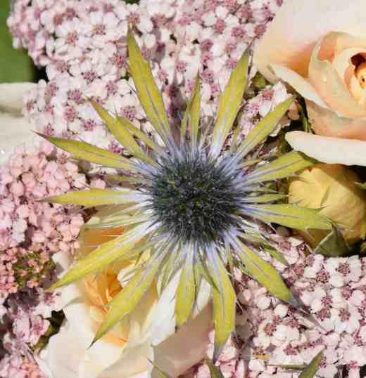 eryngium neptunes gold close