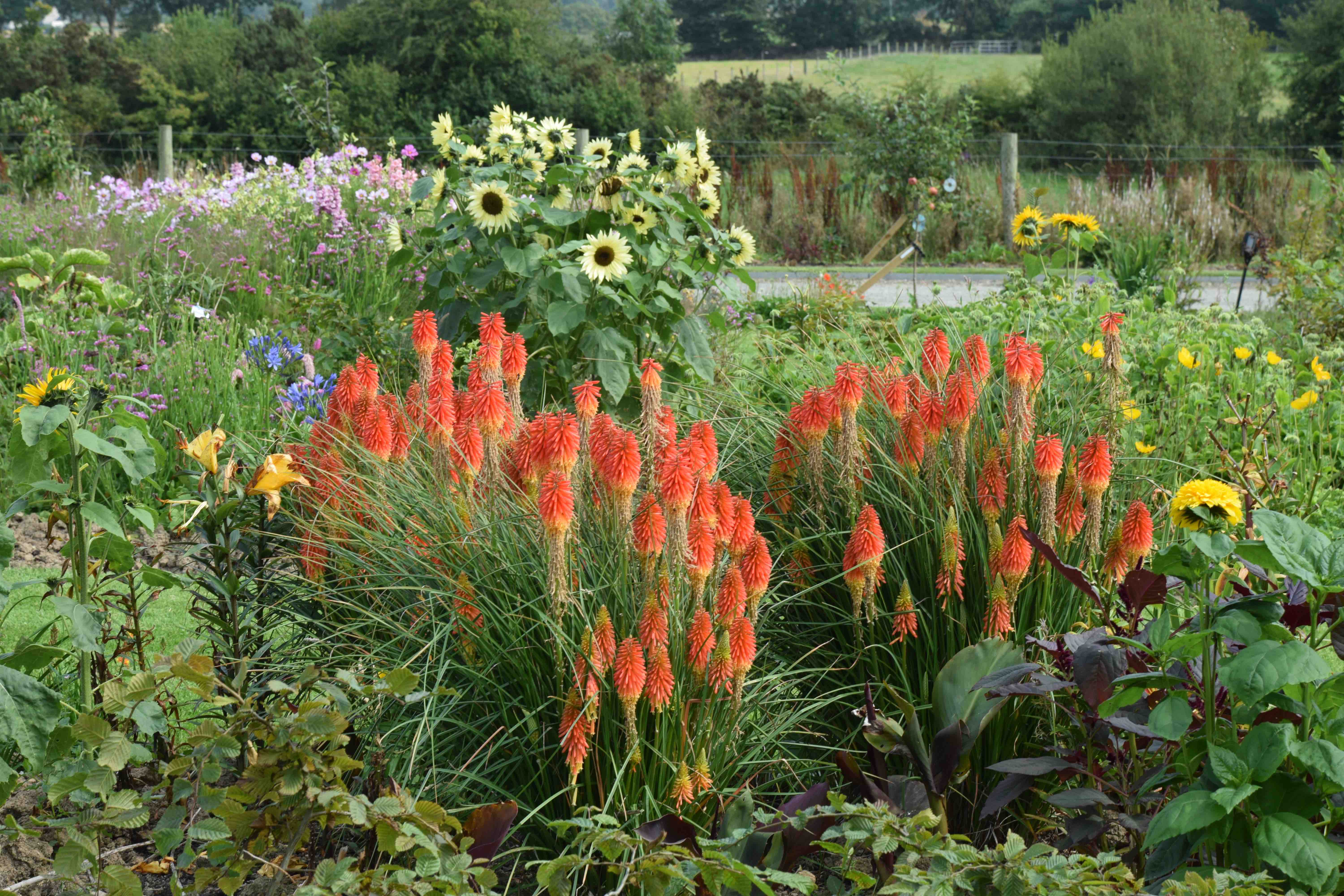kniphofia-papaya-popsicle-the-biking-gardener