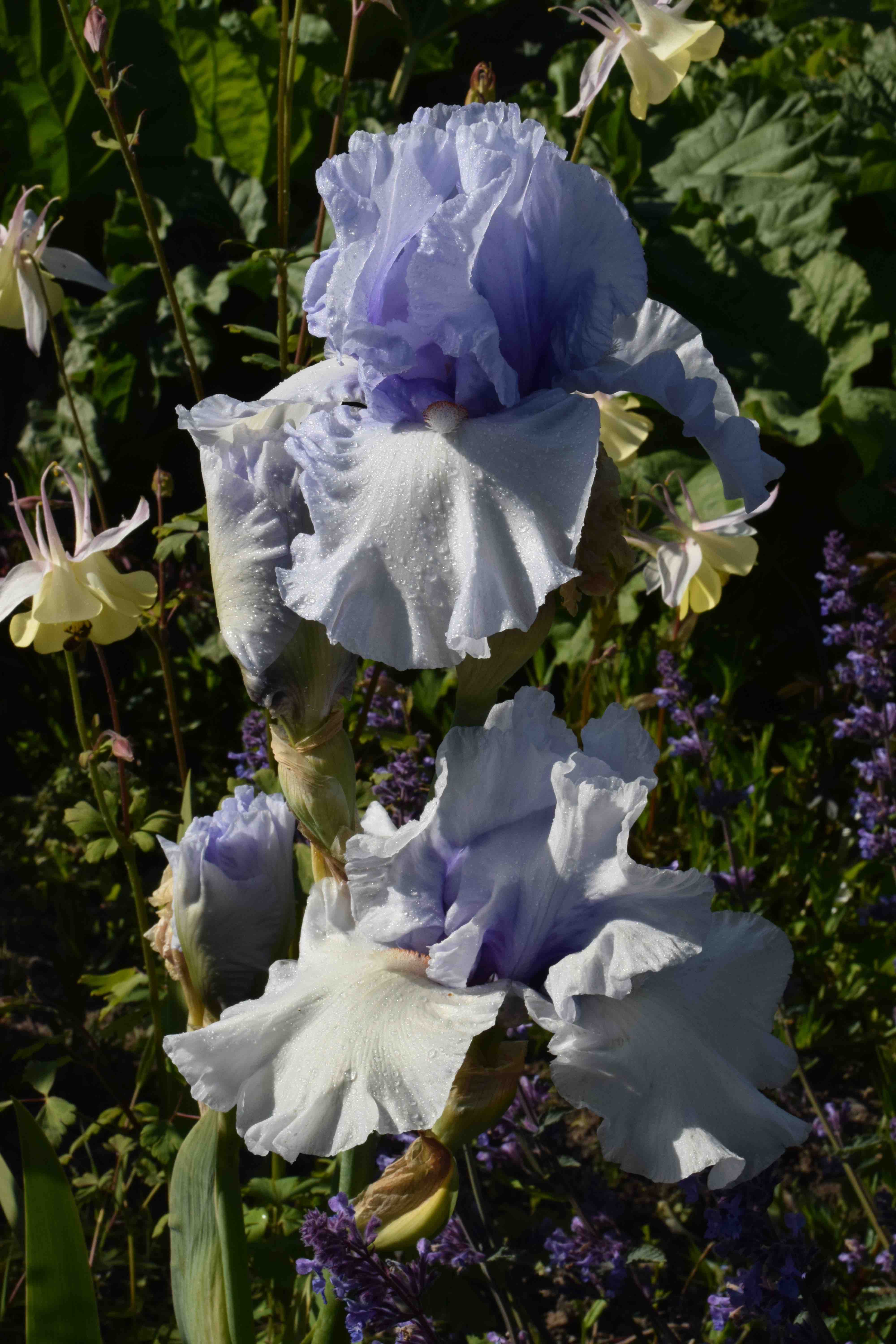 Iris A-Z: L | The Biking Gardener